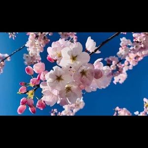 Meet your Posher, Frishta